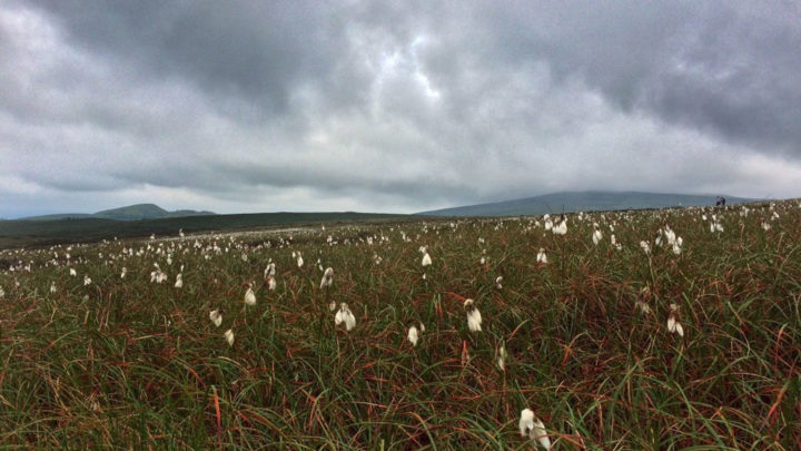 Bog Cotton on Cuilcagh Mountain Blanket Bog
