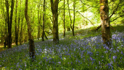 Spring Newsletter 2026