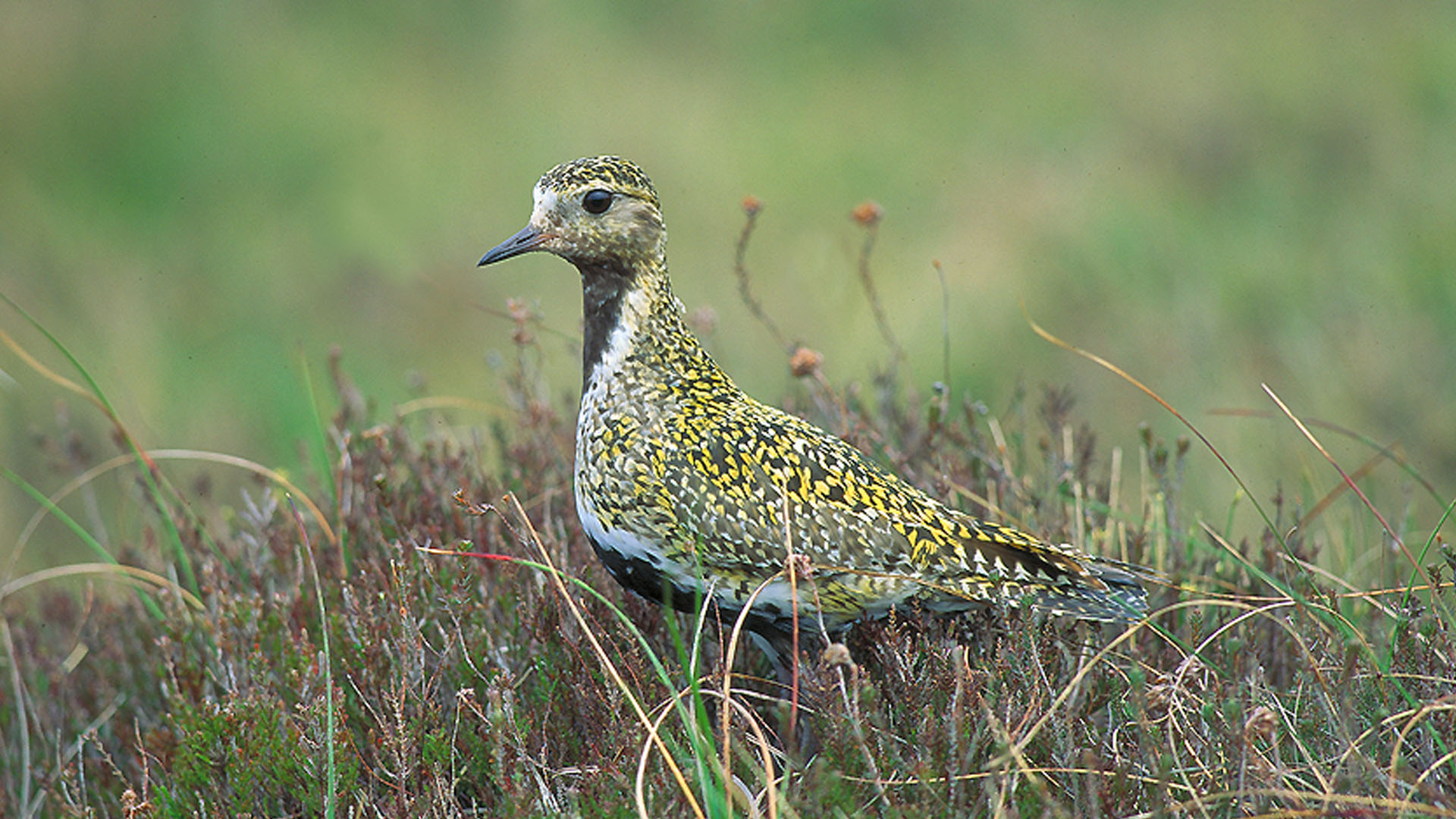 Biodiversity | Cuilcagh Lakelands Geopark Biodiversity | Cuilcagh Lakelands Geopark
