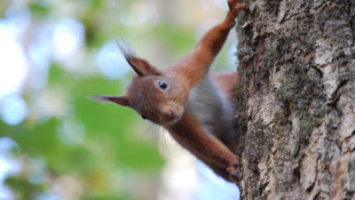 Red Squirrel at Colin Beacom
