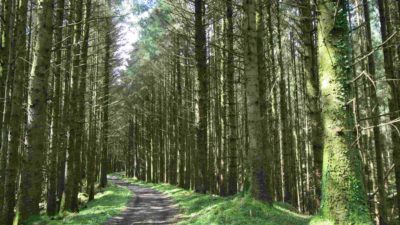 Lough Navar Scenic Drive Closure