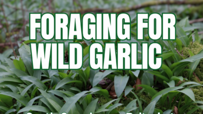 🌿 Forage for Wild Garlic at Castle Saunderson! 🌿