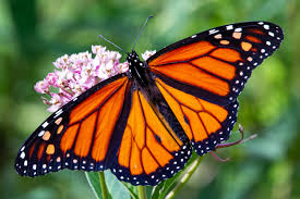 Big Butterfly Count