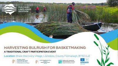 Harvesting Bulrush for Basketmaking