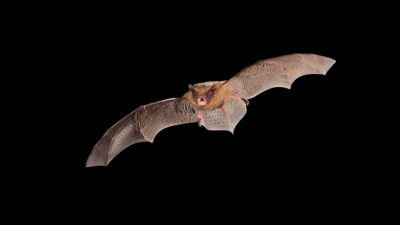 Nature After Dark: Bat Walk and Talk at Turbet Island